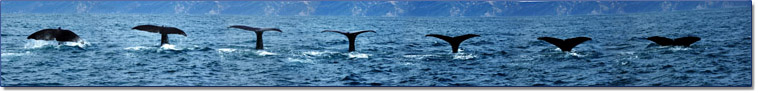 Whale Panorama New Zealand